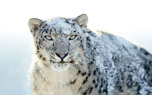 snow-leopard