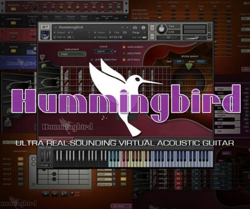 Hummingbird_1